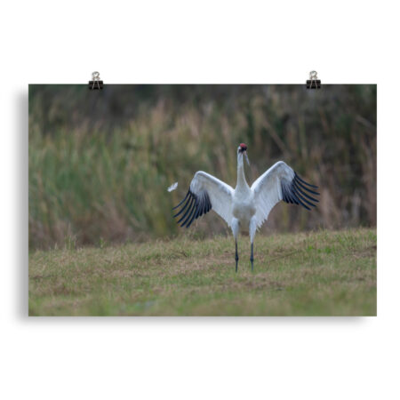 Whooping crane feather!  Photo paper poster
