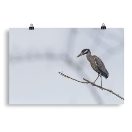 Yellow crowned night heron! Photo paper poster