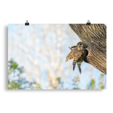 Mama barred owl! Photo paper poster