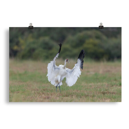 Whooping crane in action! Photo paper poster