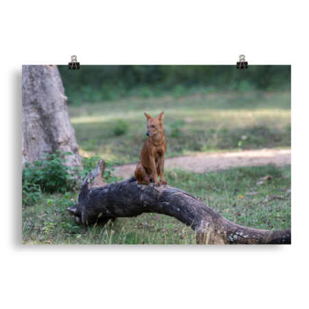 Dhole! Photo paper poster