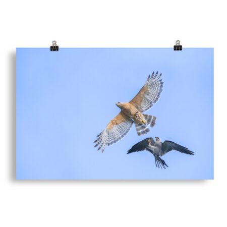 Red-shouldered hawk fighting with Mississippi kite! Photo paper poster