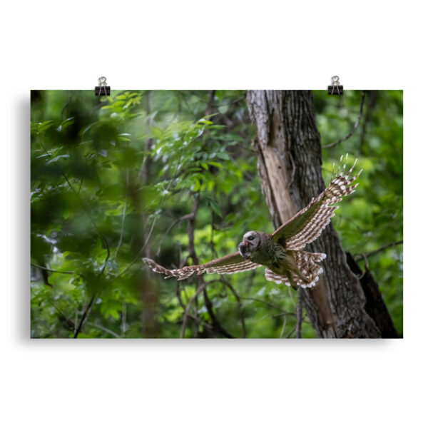 Barred Owl spreading its wings! Photo paper poster