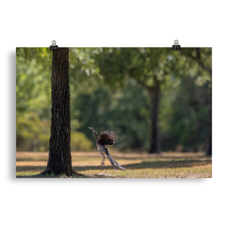 Rushing with a prey! Photo paper poster