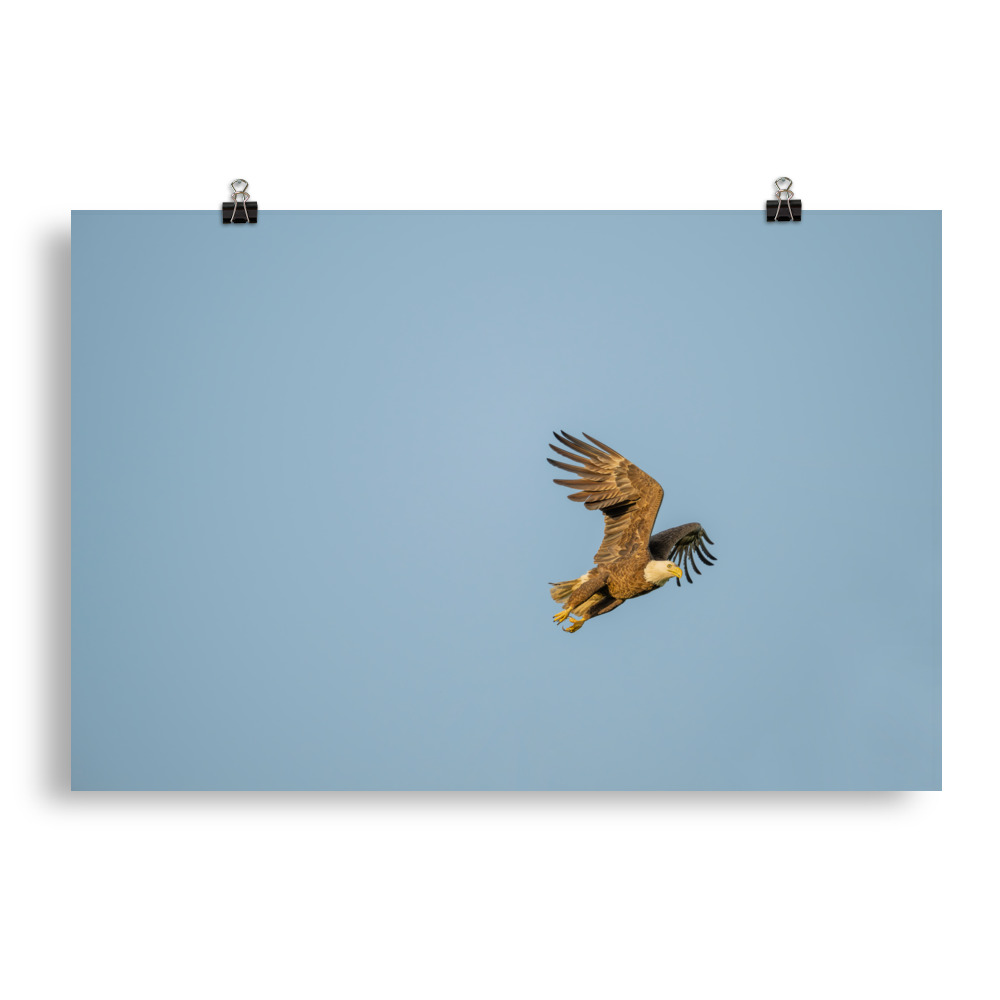 Blue Sky Bald Eagle! Photo paper poster
