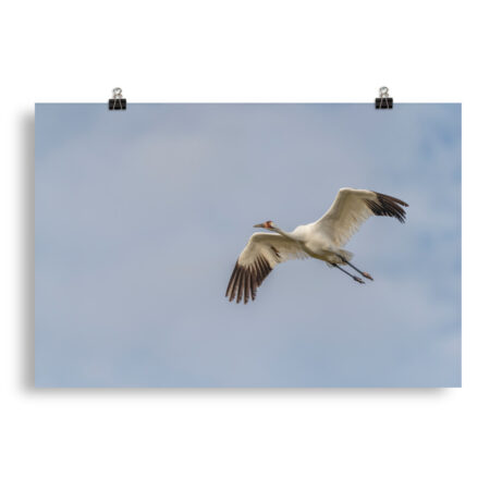 Whooping crane! Photo paper poster