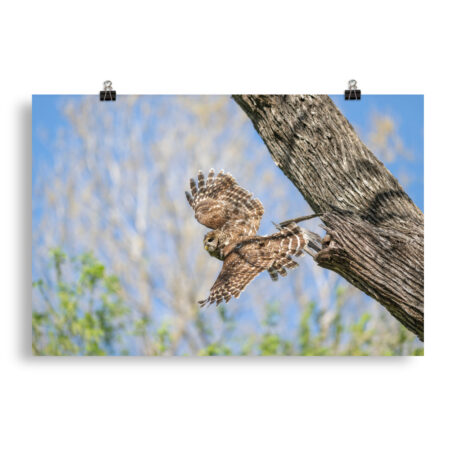 Barred owl! Photo paper poster