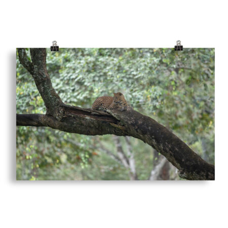 Leopard! Photo paper poster