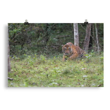 Indian Tiger! Photo paper poster
