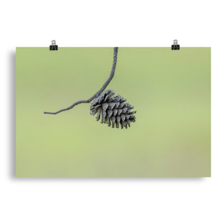Pine Cone! Photo paper poster