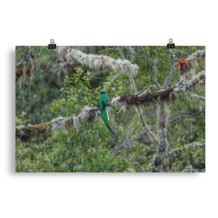 Resplendent Quetzal! Photo paper poster