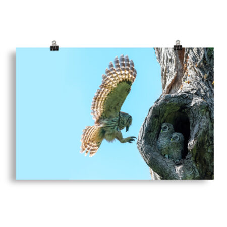 Feeding Time - Female Barred owl! Photo paper poster