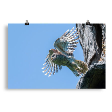 Magic Feathers! Photo paper poster
