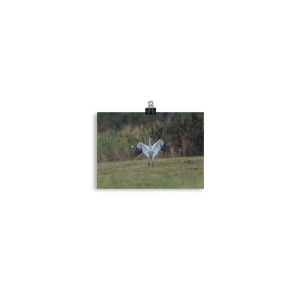 Whooping crane feather!  Photo paper poster - Image 2