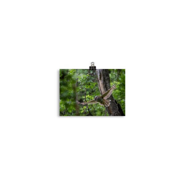 Barred Owl spreading its wings! Photo paper poster - Image 2