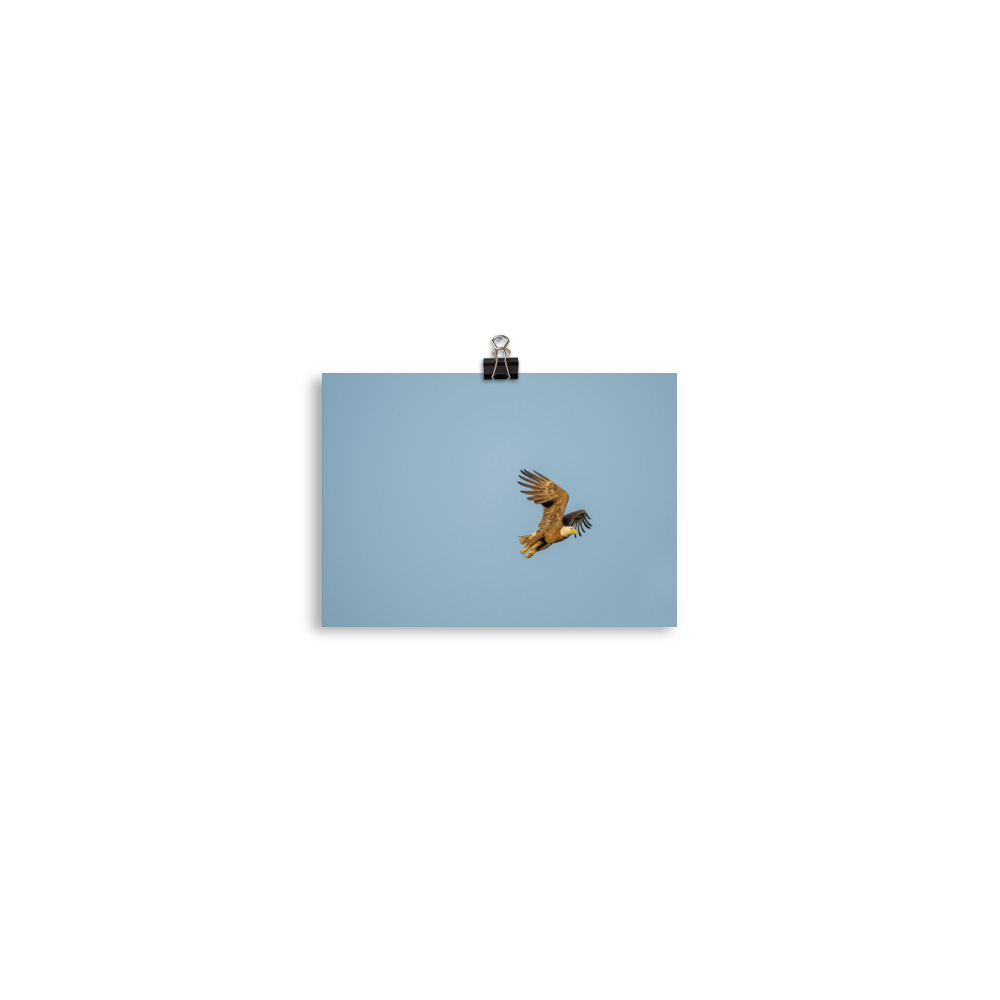 Blue Sky Bald Eagle! Photo paper poster - Image 2
