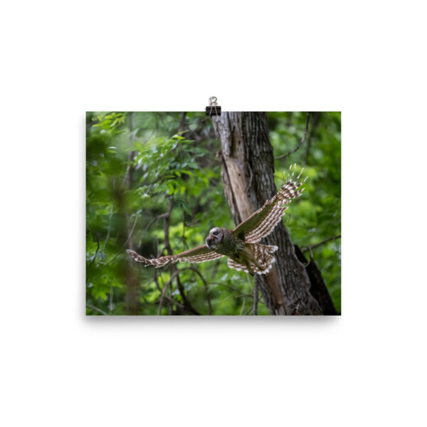 Barred Owl spreading its wings! Photo paper poster - Image 9