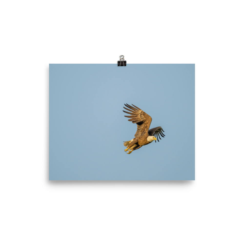 Blue Sky Bald Eagle! Photo paper poster - Image 13