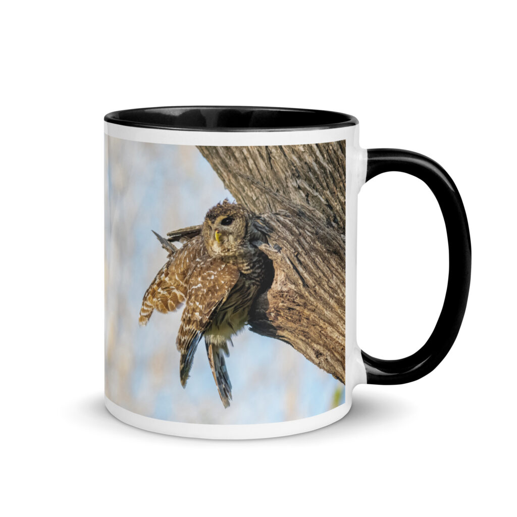 Mama barred owl! Mug with Color Inside