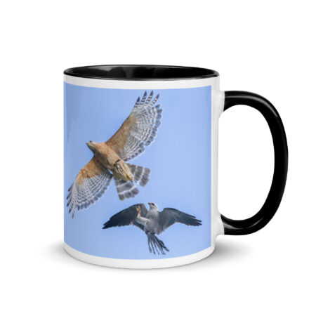 Red-shouldered hawk fighting with Mississippi kite! Mug with Color Inside