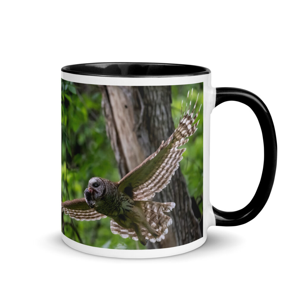 Barred Owl spreading its wings! Mug with Color Inside