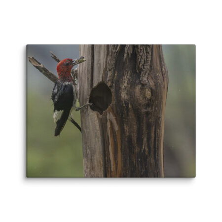 Red-Headed Woodpecker with Food! Canvas