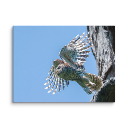 Magic Feathers! Canvas