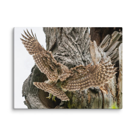 Mama Barred Owl Rushing to Feed its babies! Canvas