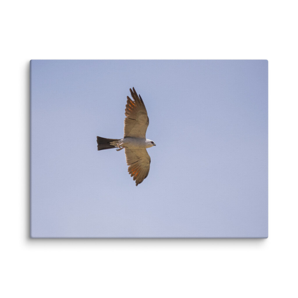 Mississippi kite! Canvas
