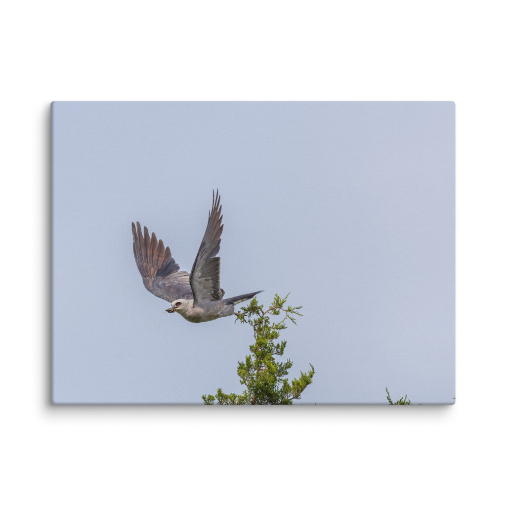 Mississippi kite with its prey! Canvas