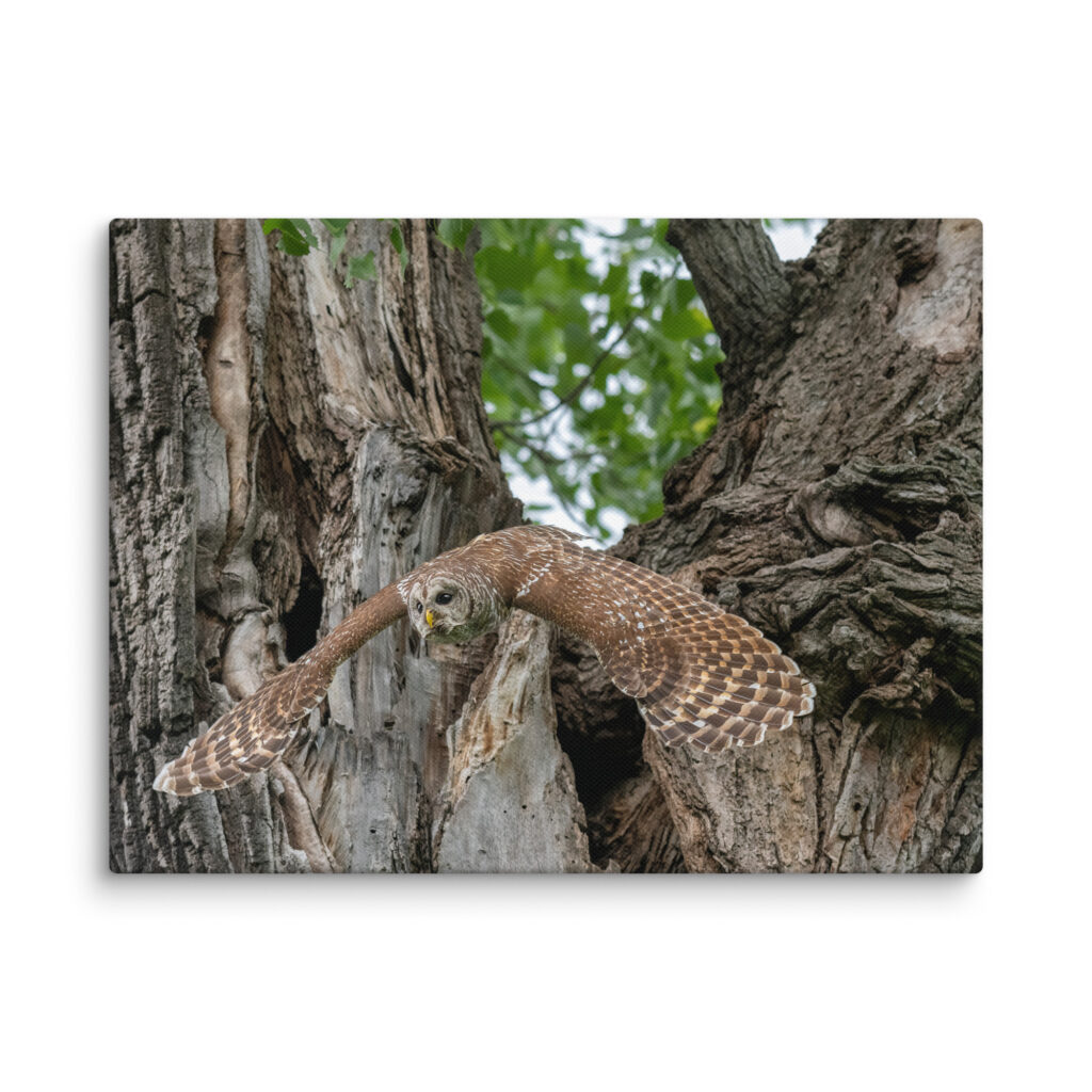Boomerang on Wings! Canvas