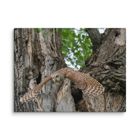 Boomerang on Wings! Canvas
