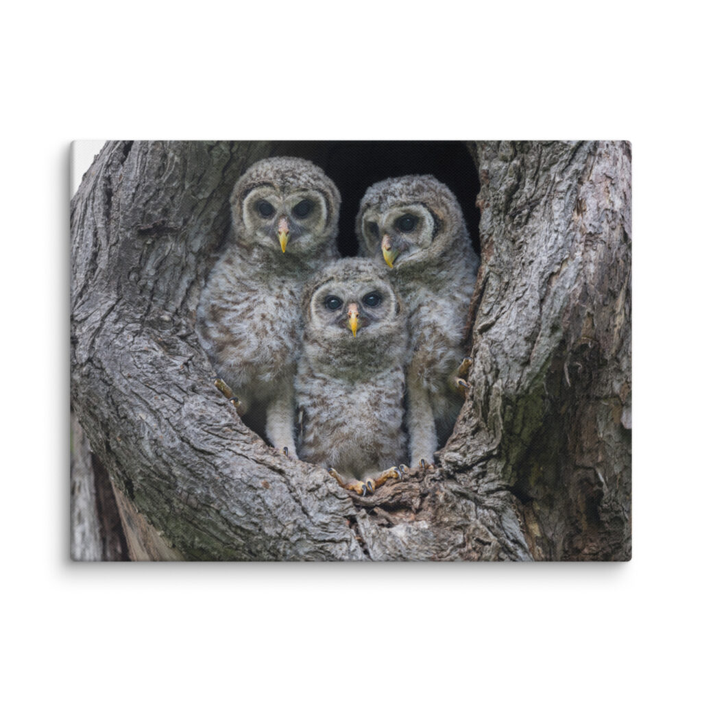 Adorable Siblings! Canvas