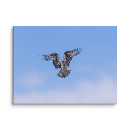 Osprey in the blue sky! Canvas