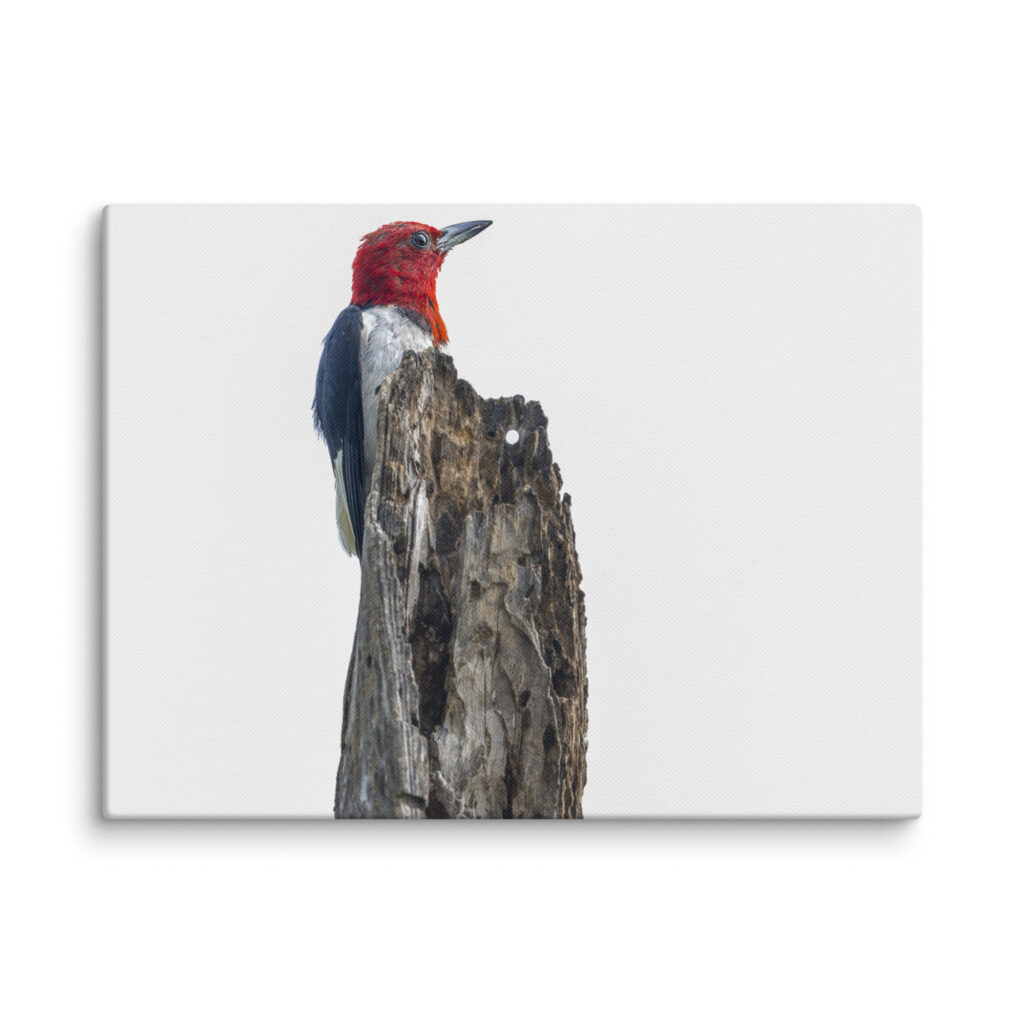 Red-Headed woodpecker guarding the nest! Canvas