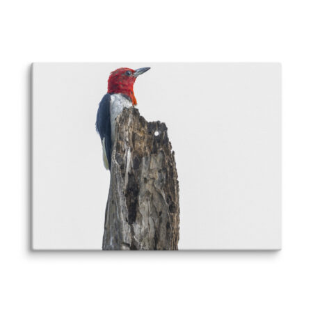 Red-Headed woodpecker guarding the nest! Canvas