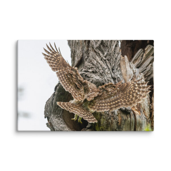 Mama Barred Owl Rushing to Feed its babies! Canvas - Image 2