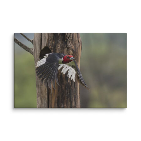 Red-Headed Woodpecker in flight! Canvas