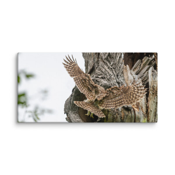 Mama Barred Owl Rushing to Feed its babies! Canvas - Image 3