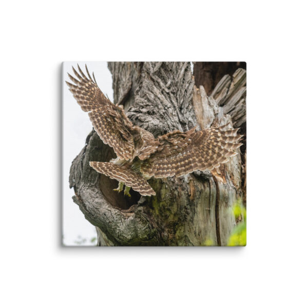 Mama Barred Owl Rushing to Feed its babies! Canvas - Image 4
