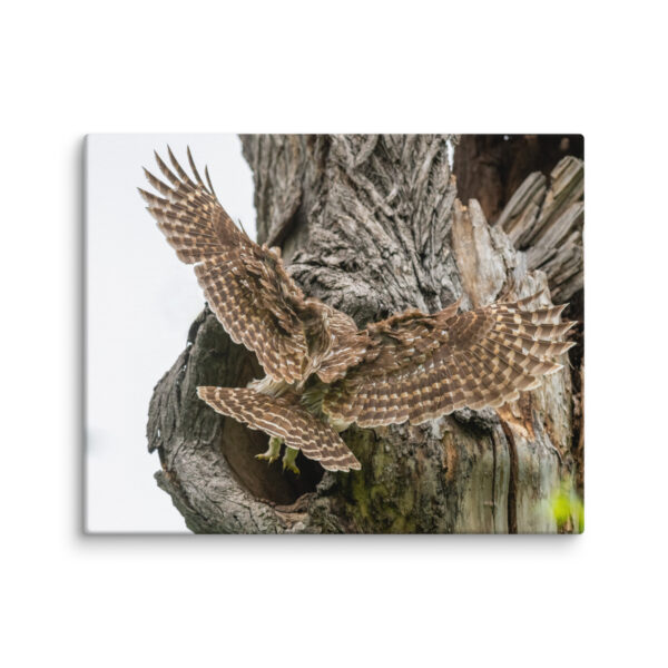 Mama Barred Owl Rushing to Feed its babies! Canvas - Image 17