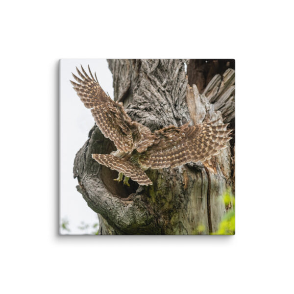 Mama Barred Owl Rushing to Feed its babies! Canvas - Image 6