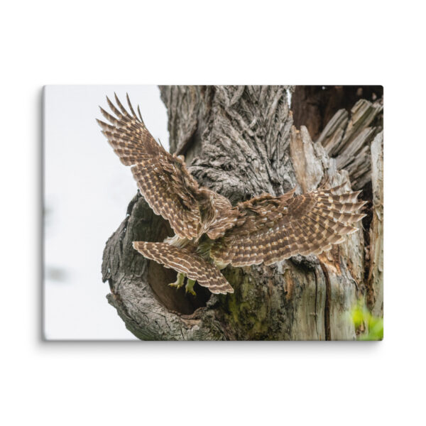 Mama Barred Owl Rushing to Feed its babies! Canvas - Image 18