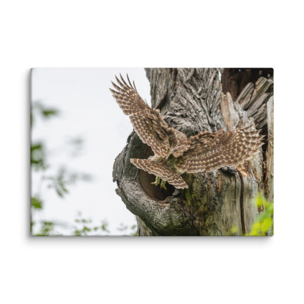 Mama Barred Owl Rushing to Feed its babies! Canvas - Image 7