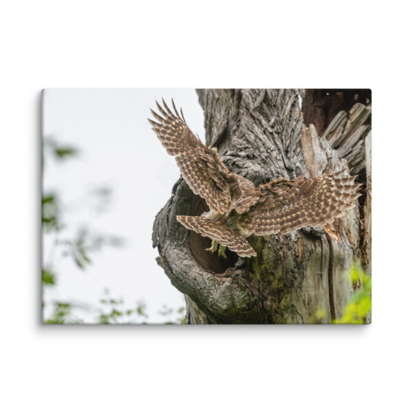 Mama Barred Owl Rushing to Feed its babies! Canvas - Image 10