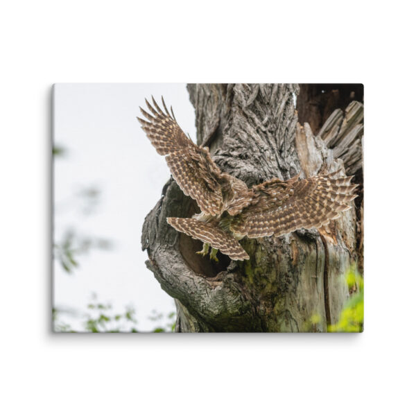 Mama Barred Owl Rushing to Feed its babies! Canvas - Image 13