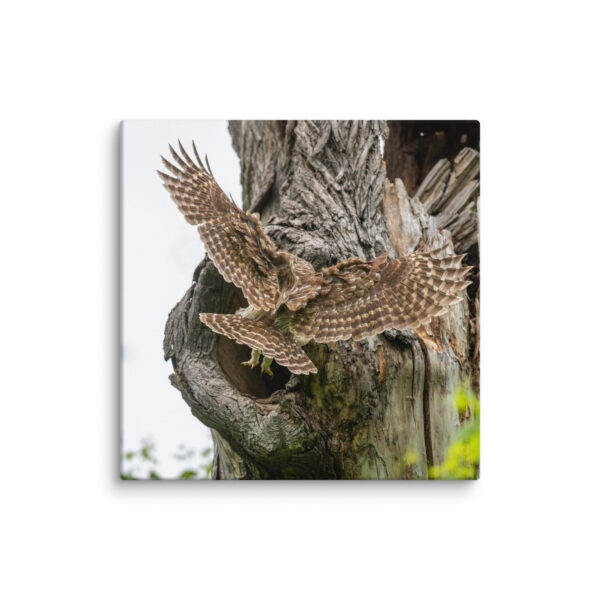 Mama Barred Owl Rushing to Feed its babies! Canvas - Image 15
