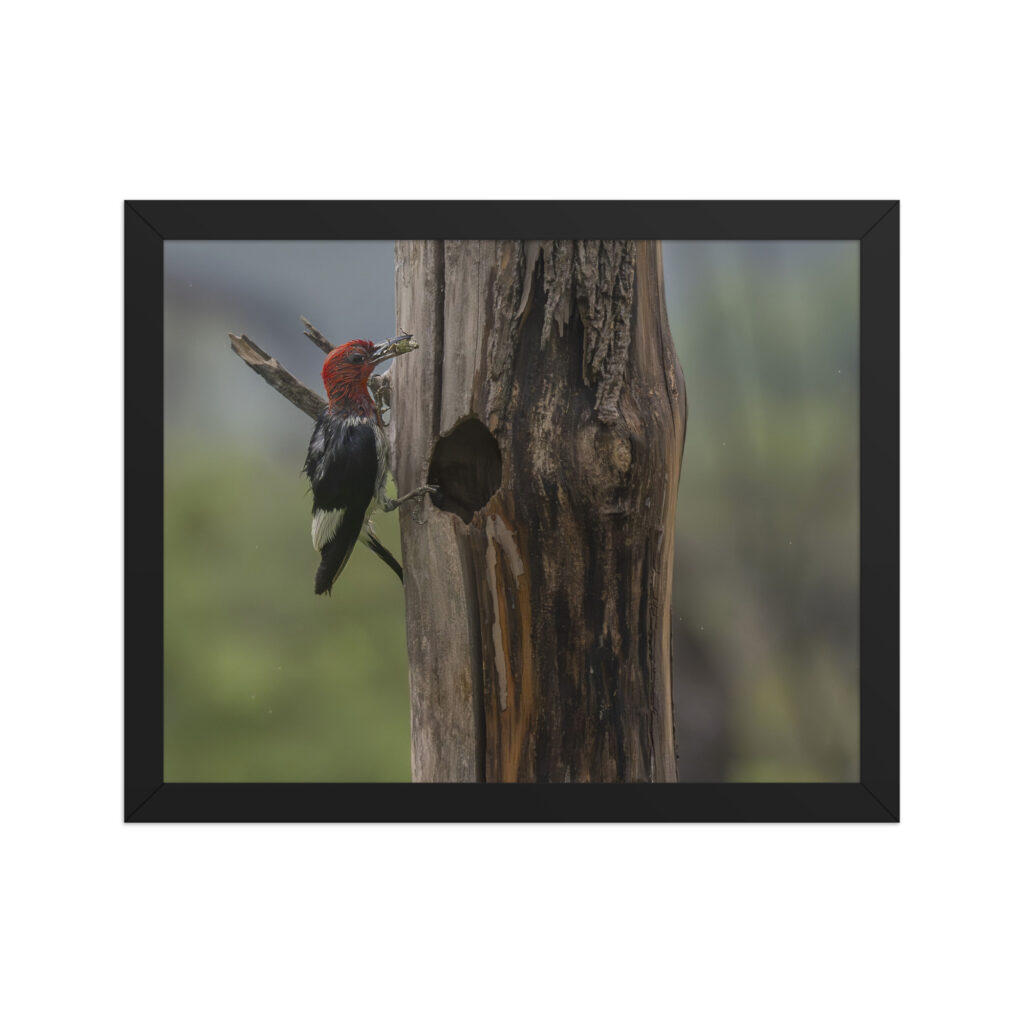Red-Headed Woodpecker with Food! Framed poster