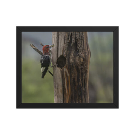 Red-Headed Woodpecker with Food! Framed poster