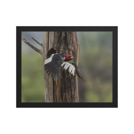 Red-Headed Woodpecker in flight! Framed poster